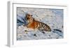 Tiger Watching in the Snow-Martin Fowkes-Framed Giclee Print