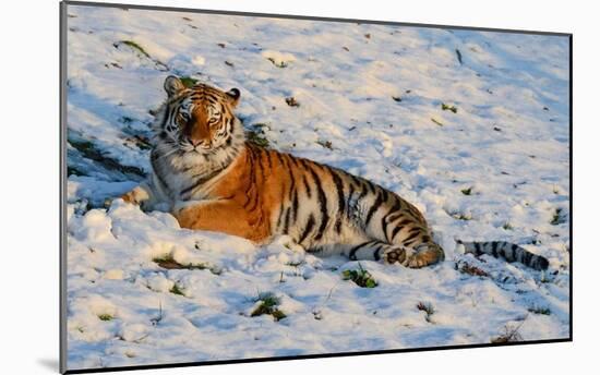 Tiger Watching in the Snow-Martin Fowkes-Mounted Giclee Print