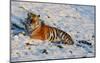 Tiger Watching in the Snow-Martin Fowkes-Mounted Giclee Print