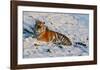 Tiger Watching in the Snow-Martin Fowkes-Framed Giclee Print