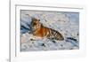 Tiger Watching in the Snow-Martin Fowkes-Framed Giclee Print