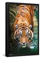 Tiger - Water-Trends International-Framed Poster