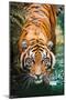 Tiger - Water-Trends International-Mounted Poster