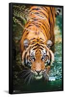 Tiger - Water-Trends International-Framed Poster