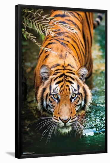 Tiger - Water-Trends International-Framed Poster