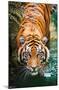 Tiger - Water-Trends International-Mounted Poster