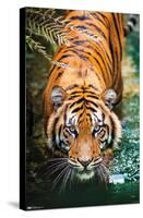 Tiger - Water-Trends International-Stretched Canvas