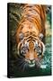 Tiger - Water-Trends International-Stretched Canvas