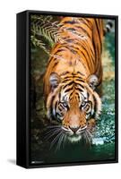 Tiger - Water-Trends International-Framed Stretched Canvas