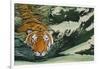 Tiger Waters-Graeme Stevenson-Framed Giclee Print