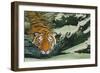 Tiger Waters-Graeme Stevenson-Framed Giclee Print