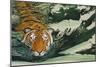 Tiger Waters-Graeme Stevenson-Mounted Giclee Print