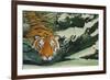 Tiger Waters-Graeme Stevenson-Framed Giclee Print