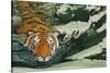 Tiger Waters-Graeme Stevenson-Stretched Canvas