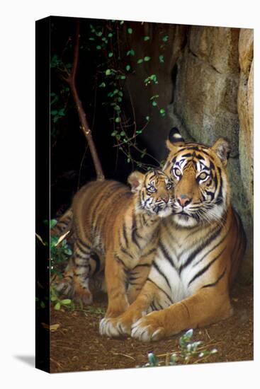 Tiger with Cub-null-Stretched Canvas