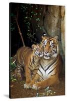 Tiger with Cub-null-Stretched Canvas
