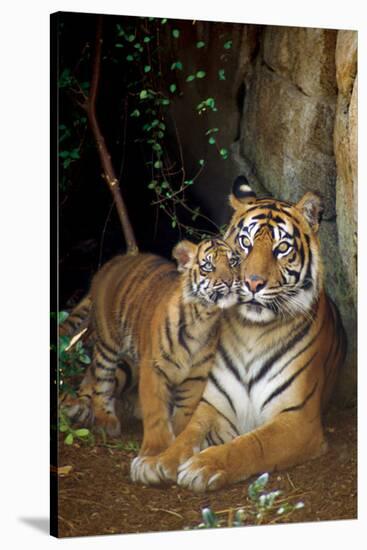 Tiger with Cub-null-Stretched Canvas