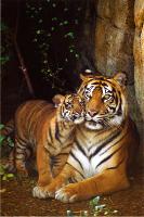 Tiger with Cub-null-Lamina Framed Poster