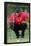 Tiger Woods - The Ball & Me-Trends International-Framed Poster