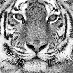 affordable tiger posters for