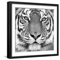 Tiger-null-Framed Art Print