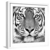 Tiger-null-Framed Art Print