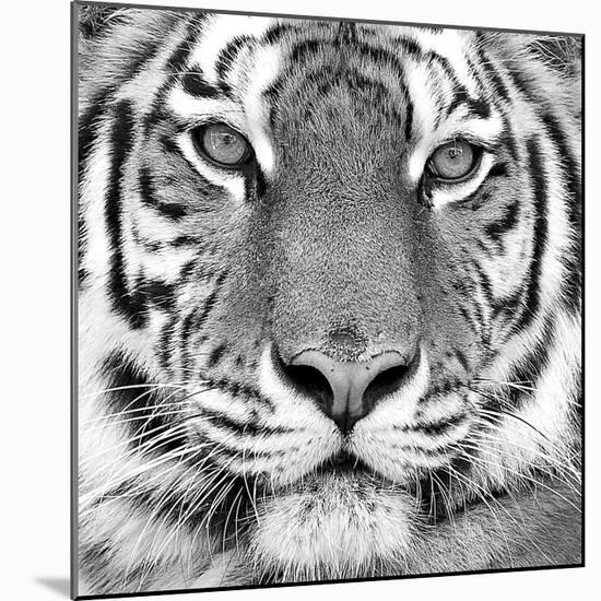 Tiger-null-Mounted Art Print