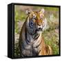 Tiger-null-Framed Stretched Canvas