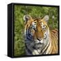 Tiger-null-Framed Stretched Canvas