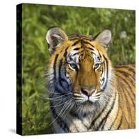 Tiger-null-Stretched Canvas