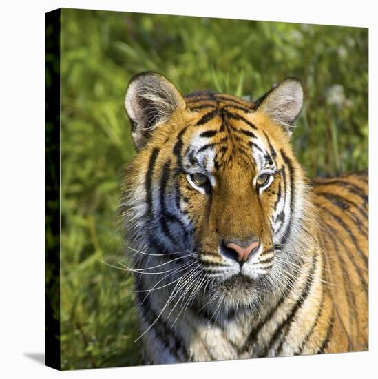 Tiger-null-Stretched Canvas