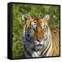 Tiger-null-Framed Stretched Canvas