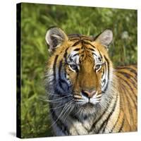 Tiger-null-Stretched Canvas