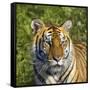 Tiger-null-Framed Stretched Canvas