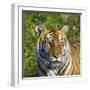 Tiger-null-Framed Premium Photographic Print