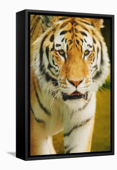 Tiger-null-Framed Stretched Canvas