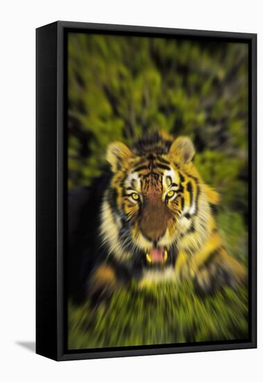 Tiger-null-Framed Stretched Canvas