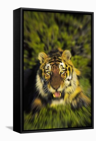 Tiger-null-Framed Stretched Canvas