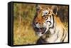 Tiger-null-Framed Stretched Canvas