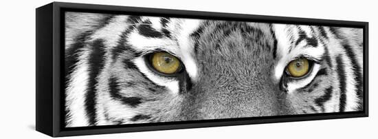 Tiger-PhotoINC-Framed Stretched Canvas