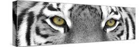 Tiger-PhotoINC-Stretched Canvas