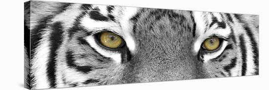 Tiger-PhotoINC-Stretched Canvas