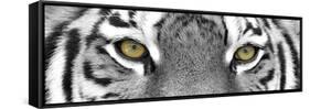 Tiger-PhotoINC-Framed Stretched Canvas