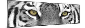 Tiger-PhotoINC-Mounted Premium Photographic Print