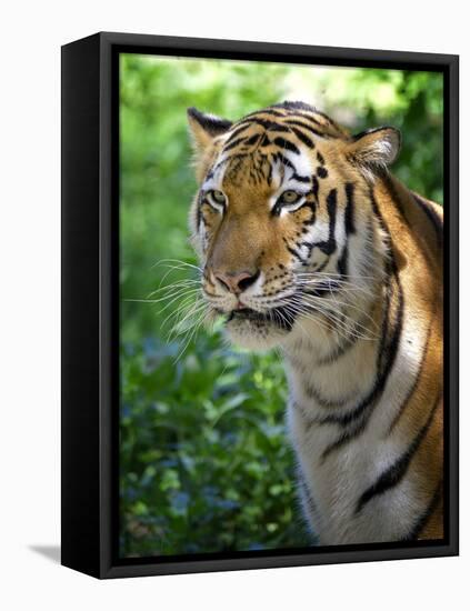 Tiger-Gordon Semmens-Framed Stretched Canvas