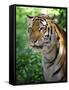 Tiger-Gordon Semmens-Framed Stretched Canvas