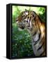 Tiger-Gordon Semmens-Framed Stretched Canvas