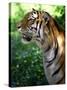 Tiger-Gordon Semmens-Stretched Canvas