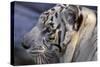 Tiger-Gordon Semmens-Stretched Canvas