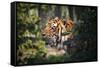 Tiger-Gordon Semmens-Framed Stretched Canvas